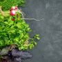 top view fresh vegetables dark background 90x90